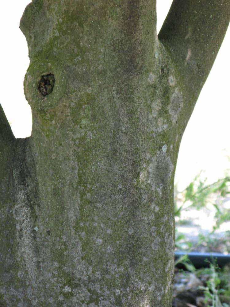            Bark (Winter Haven, FL)      